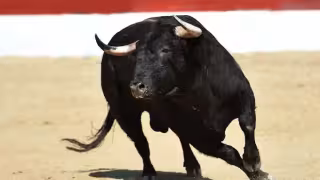 Nuevo amparo suspende instrumentos en corrida de toros de Yucatán