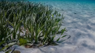 Pastos marinos, clave para turismo y captura de carbono
