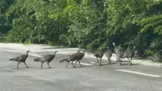Los habitantes de Sisal vieron cómo las aves cruzaban la carretera.