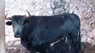  Toro embiste al juez de plaza de la corrida de las fiestas de Tixkokob