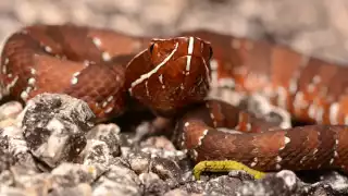 ¿Qué tan venenosa es la huolpoch, serpiente que habita en la Península de Yucatán?