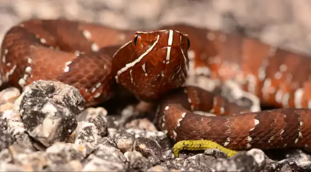 La serpiente huolpoch es de importancia ecológica en la región
