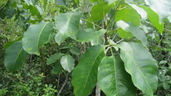 El Chechén es un árbol cuya corteza o savia pueden causar dolorosas heridas 