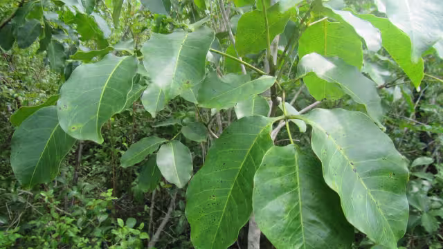 El Chechén es un árbol cuya corteza o savia pueden causar dolorosas heridas 