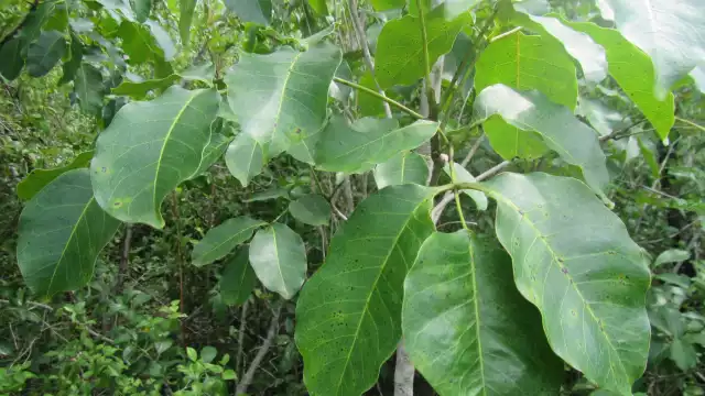 El Chechén es un árbol cuya corteza o savia pueden causar dolorosas heridas 