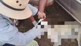 Un nuevo caso de envenenamiento de mascotas de suscitó en Hunucmá