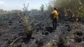 Incendio arrasa colmenas y fauna silvestre en Sabancuy