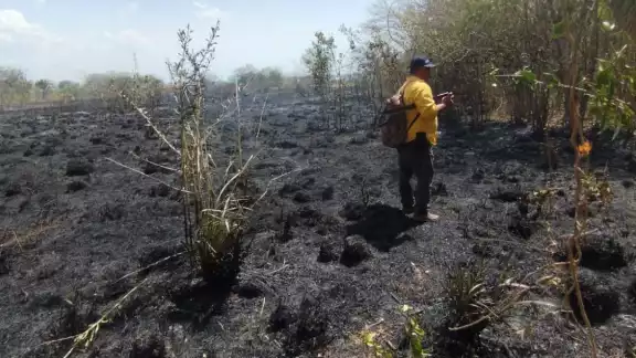 Abejas y fauna silvestre mueren por incendio en terreno de cooperativa Abejas y fauna silvestre mueren por incendio en terreno de cooperativa