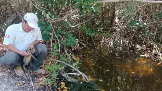 Liberan en Río Lagartos a un cocodrilo rescatado luego de que un hombre intentara venderlo