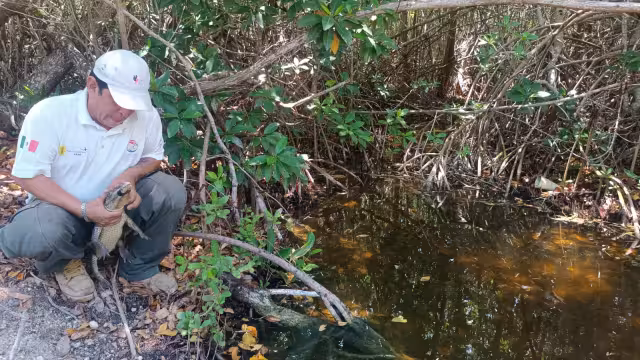 Un saurio fue entregado a una granja de reptiles por una persona que intentaba venderlo ilegalmente