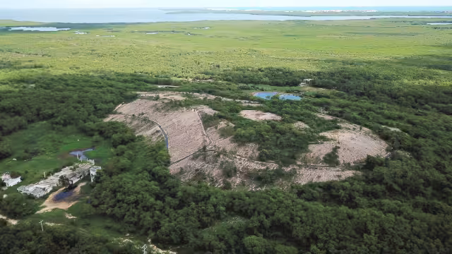 Manglares resultan  dañados por emisiones  no autorizadas, según un  informe de consultoría  especializada