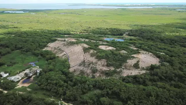 Manglares resultan  dañados por emisiones  no autorizadas, según un  informe de consultoría  especializada