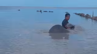 Avistan manatí en playas de Champotón durante Semana Santa