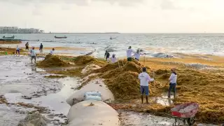 En Playa del Carmen, en El Recodo, se intensificó el recale, aunque Zofemat lo combatió