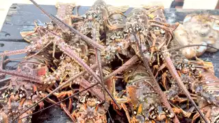 Lancheros dieron a conocer que tienen almacenados más de 200 kilos del crustáceo para la comercialización a 350 pesos