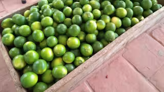 Kilo de limón persa alcanza los 48 pesos en Hopelchén.