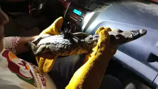Capturan cocodrilo en el interior de una casa en Escárcega; fuertes lluvias las causantes