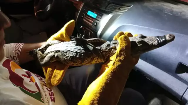 Las lluvias trajeron un visitante inesperado: un cocodrilo en Fertimex