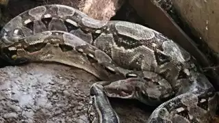 Suman seis reportes por avistamiento de serpientes en Progreso