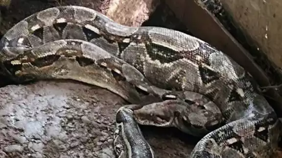 Ante el aumento de avistamientos de serpientes en el puerto, se exhorta a dejarlas tranquilas Ante el aumento de avistamientos de serpientes en el puerto, se exhorta a dejarlas tranquilas