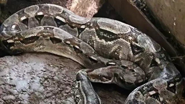 Ante el aumento de avistamientos de serpientes en el puerto, se exhorta a dejarlas tranquilas