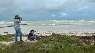 Realizarán el Conteo Navideño de aves en Río Lagartos y en El Cuyo