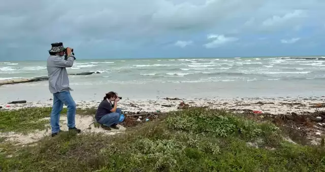 Amantes de la ornitofauna podrán observar ejemplares emplumados de la reserva de Ría Lagartos