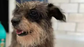 Las autoridades dieron a conocer que ya se hizo la denuncia pertinente a la FGE y una ampliación, estarán al pendiente