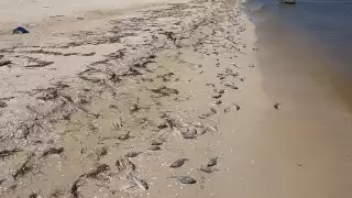 La marea roja abarca desde Progreso a Celestún