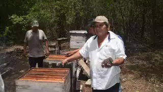 El exterminio de abejas, por plaguicidas, es un duro golpe económico y a la agricultura regional