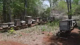 El programa tiene por objetivo mantener el liderazgo de la entidad en producción de miel