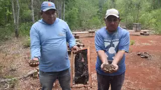 El fipronil, altamente peligroso, arrasó con la apicultura en el ejido Nohalal de Tekax, confirma Ecosur