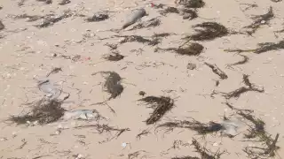La proliferación del alga tóxica impacta a la fauna marina, con riesgo sanitario para la población