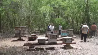 El Colegio de la Frontera Sur informó que las abejas de Nohalal murieron por una sustancia tóxica