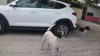 Los principales afectados por la sobrepoblación de canes son fraccionamientos como Las Américas