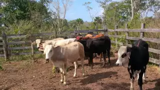 Ganaderos exigen acciones urgentes ante brote de Gusano Barrenador