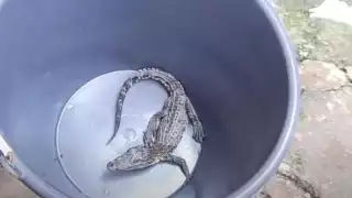 Familia de Calkiní encuentra un cocodrilo bebé en su patio
