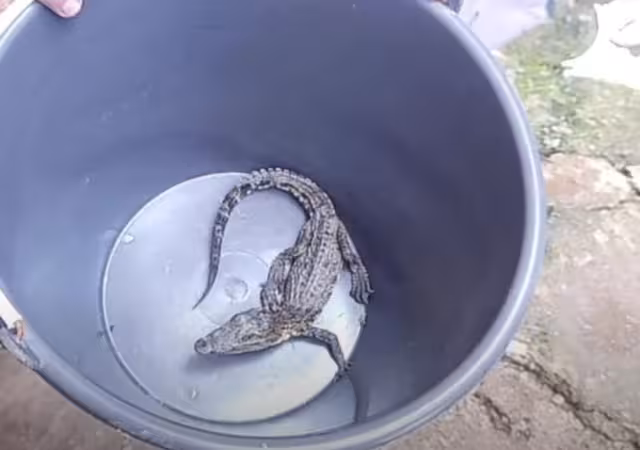 El hallazgo generó sorpresa y preocupación entre los vecinos