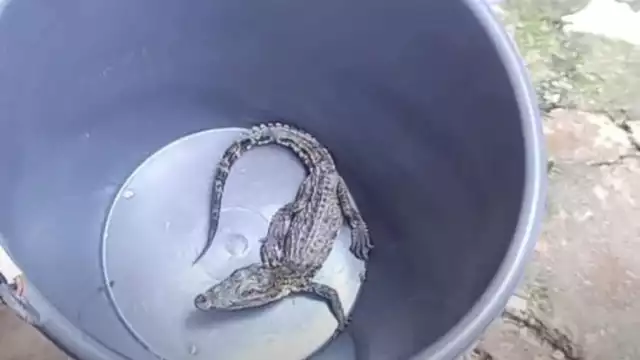 El hallazgo generó sorpresa y preocupación entre los vecinos