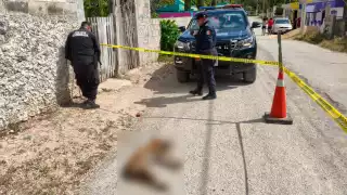 Crueldad animal continúa en Yucatán; matan a un perro con veneno en Tizimín