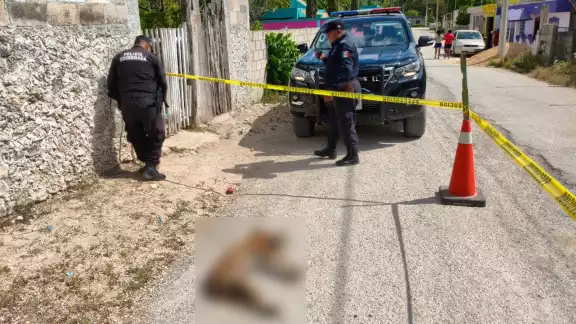 Propietario halla a su lomito muerto en la colonia Santa Rosa de Lima por la ingesta de un tóxico Propietario halla a su lomito muerto en la colonia Santa Rosa de Lima por la ingesta de un tóxico
