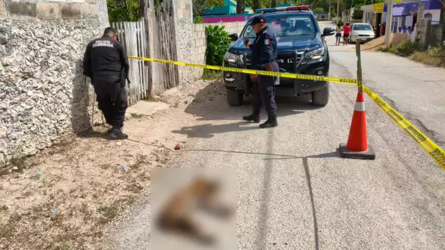 Propietario halla a su lomito muerto en la colonia Santa Rosa de Lima por la ingesta de un tóxico