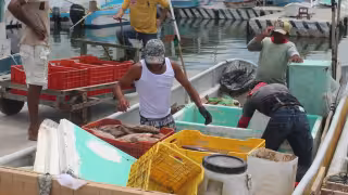 Temporada de pulpo y langosta 2026 en Yucatán genera altas expectativas de ganancias