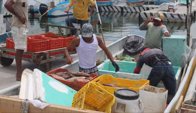 Pulpo y langosta dejarían fuerte derrama económica en Yucatán este 2026