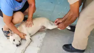 La Secretaría de Salud de Campeche realizará una jornada gratuita de vacunación antirrábica este viernes 26 de septiembre.