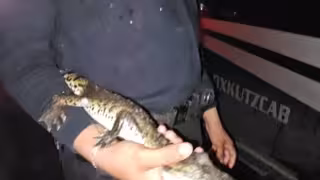 Tras el aviso, las autoridades aseguraron al ejemplar para evitar riesgos.