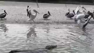 Vecinos preocupados por el comportamiento impredecible de los cocodrilos