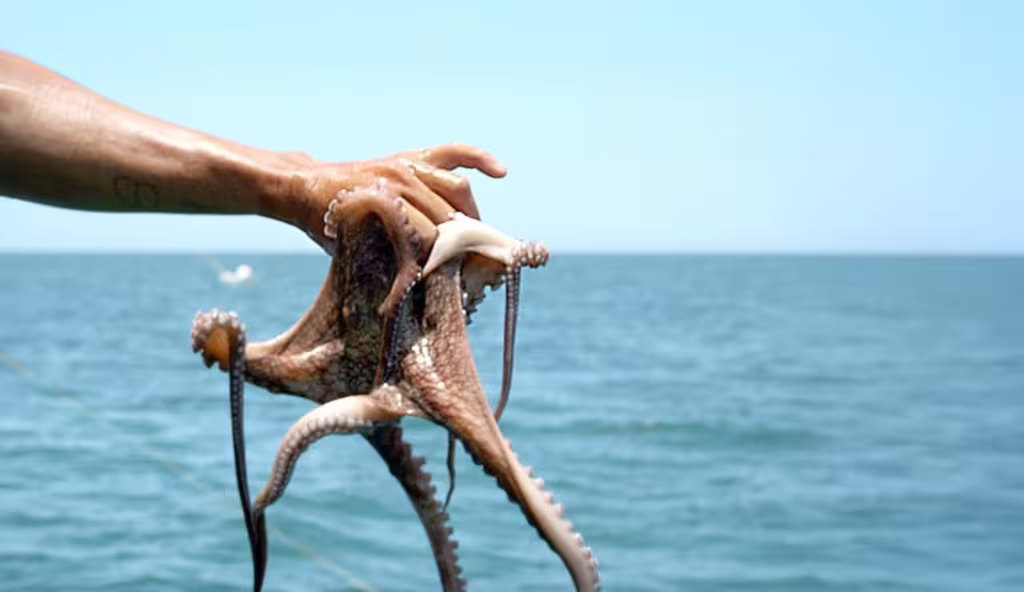 La pulpeada reactiva la esperanza económica en la costa yucateca