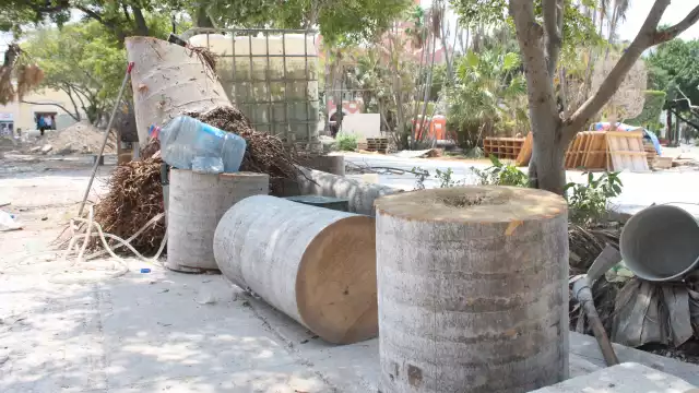 Los árboles fueron talados debido a que serían un problema en el futuro