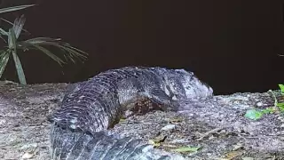 Captan a un cocodrilo llevando a un perro en la zona costera de Chabihau 